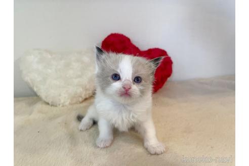 成約済の東京都のラグドール-52240の5枚目