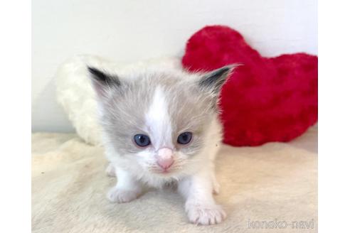 成約済の東京都のラグドール-52240の6枚目