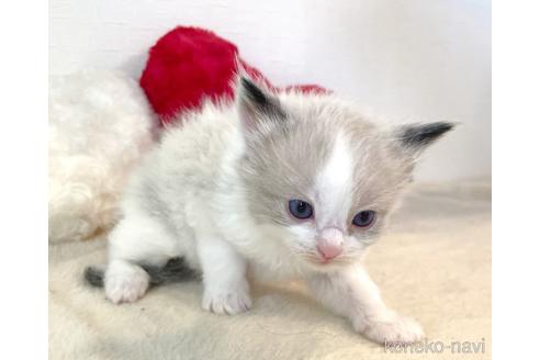 成約済の東京都のラグドール-52240の3枚目