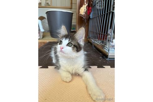 成約済の埼玉県のノルウェージャンフォレストキャット-49440の2枚目