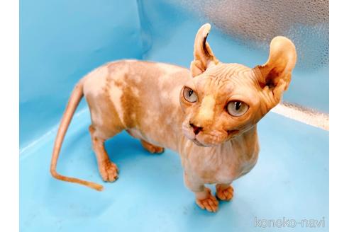 成約済の東京都のその他の猫種-31114の21枚目