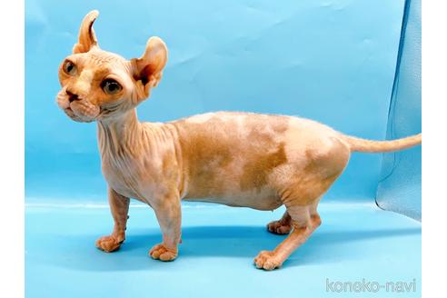 成約済の東京都のその他の猫種-31114の20枚目