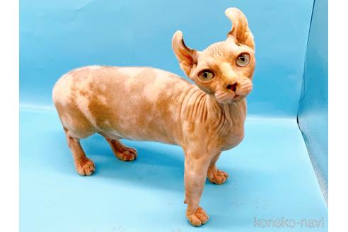 成約済の東京都のその他の猫種-31114の19枚目