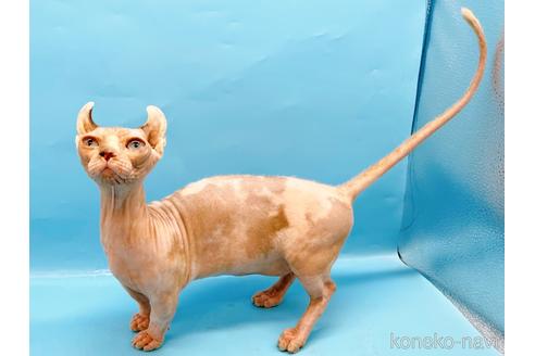 成約済の東京都のその他の猫種-31114の18枚目