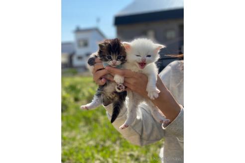 成約済の北海道のミックス-52371の3枚目