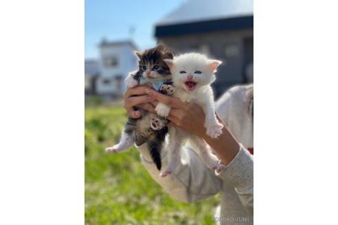 成約済の北海道のミックス-52376の3枚目