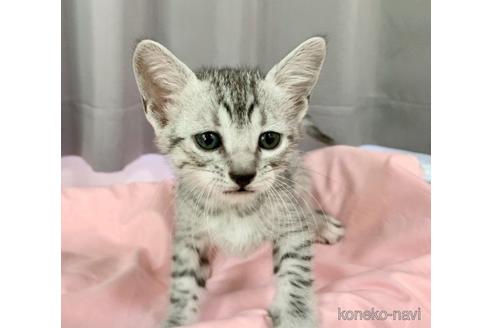 販売中の千葉県のエジプシャンマウ-52413