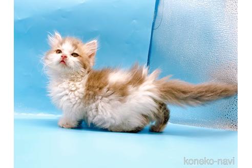 成約済の東京都のミヌエット(短足)-50852の6枚目