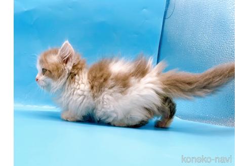 成約済の東京都のミヌエット(短足)-50852の7枚目