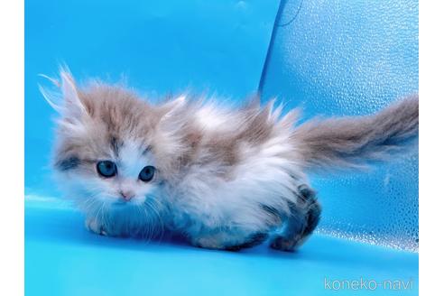 成約済の東京都のミヌエット(短足)-50852の8枚目