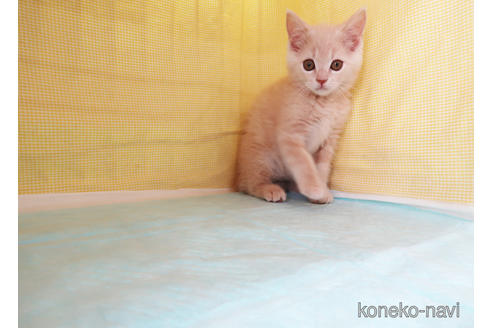 成約済の東京都のスコティッシュフォールド-50460の3枚目