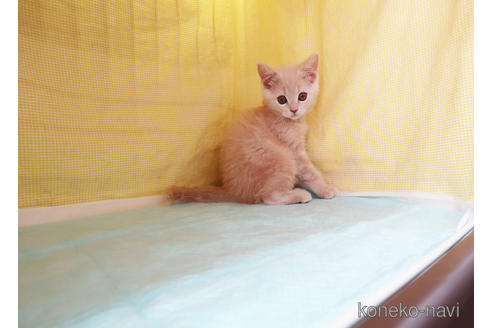 成約済の東京都のスコティッシュフォールド-50460の2枚目