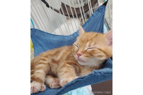 成約済の東京都のマンチカン(短足)-51932の2枚目