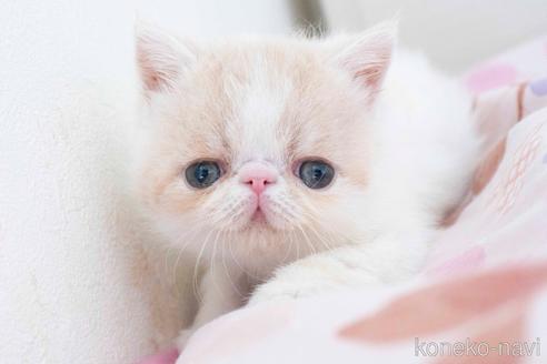 成約済の東京都のエキゾチックショートヘア-51762の27枚目