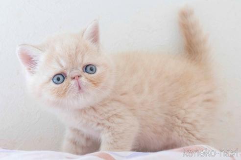 成約済の東京都のエキゾチックショートヘア-51146の5枚目