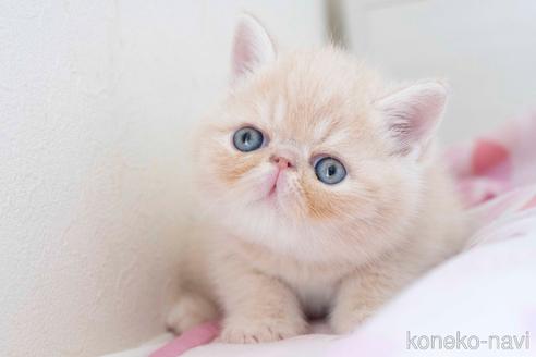 成約済の東京都のエキゾチックショートヘア-51146の2枚目