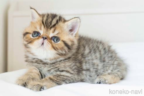 成約済の東京都のエキゾチックショートヘア-51144の3枚目