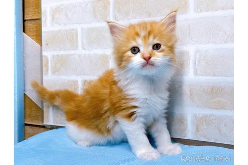 成約済の東京都のスコティッシュフォールド-52595の1枚目