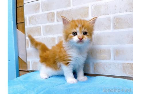 成約済の東京都のスコティッシュフォールド-52595の4枚目