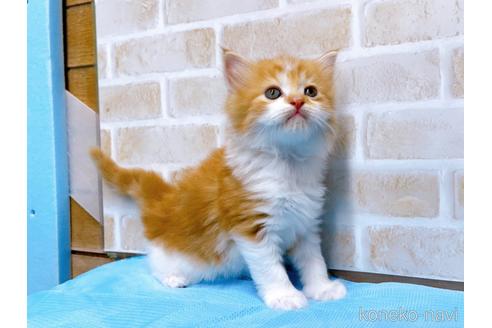 成約済の東京都のスコティッシュフォールド-52595の3枚目