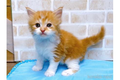 成約済の東京都のスコティッシュフォールド-52595の2枚目