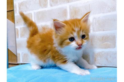 成約済の東京都のスコティッシュフォールド-52595の5枚目