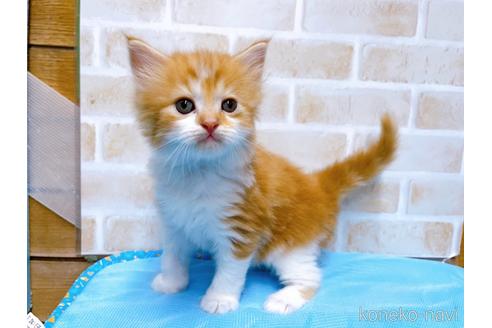 成約済の東京都のスコティッシュフォールド-52595の6枚目