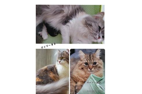 成約済の神奈川県のラガマフィン-52666の4枚目