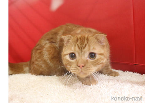 成約済の埼玉県のスコティッシュフォールド(折れ耳)-47504の6枚目