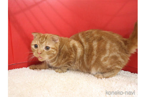 成約済の埼玉県のスコティッシュフォールド(折れ耳)-47504の3枚目