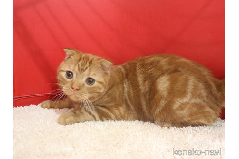 成約済の埼玉県のスコティッシュフォールド(折れ耳)-47504の2枚目