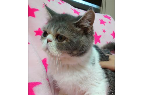 成約済の愛知県のエキゾチックショートヘア-51941の2枚目