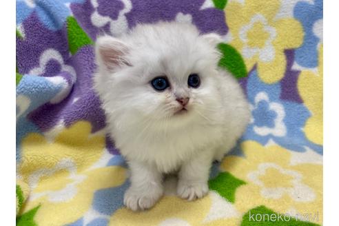 成約済の神奈川県のペルシャ(チンチラ)-52909の2枚目
