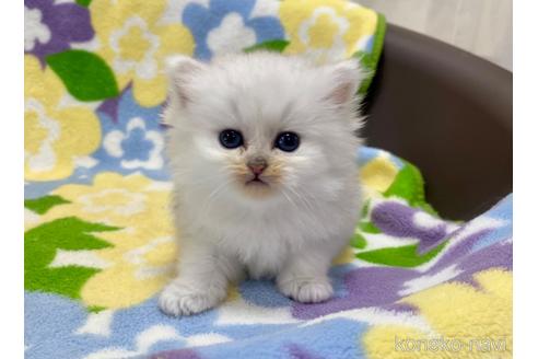 成約済の神奈川県のペルシャ(チンチラ)-52912の1枚目