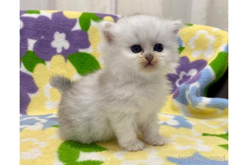 成約済の神奈川県のペルシャ(チンチラ)-52912の5枚目