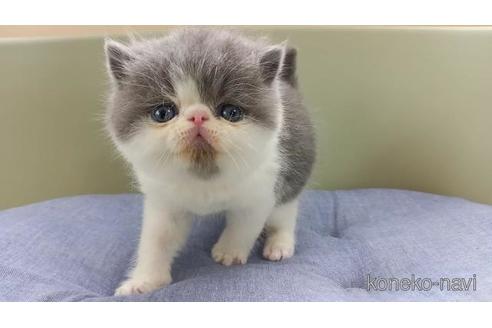 成約済の岐阜県のエキゾチックショートヘア-52941