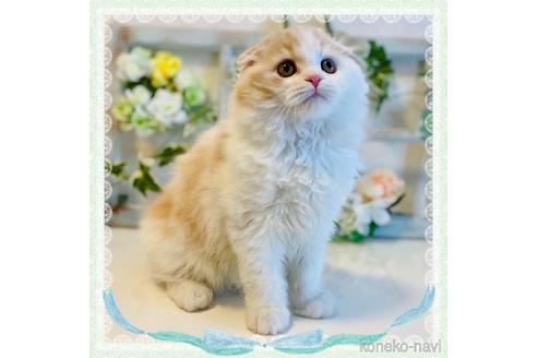 成約済の大阪府のスコティッシュフォールド(折れ耳)-47647の1枚目