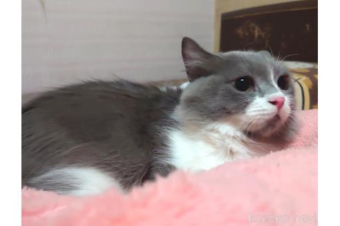 成約済の愛知県のスコティッシュフォールド-52004の5枚目