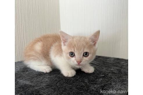成約済の埼玉県のスコティッシュフォールド-48724の17枚目