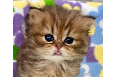 成約済の神奈川県のペルシャ(チンチラ)-52983の1枚目