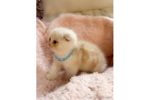 成約済の千葉県のスコティッシュフォールド-52986の2枚目