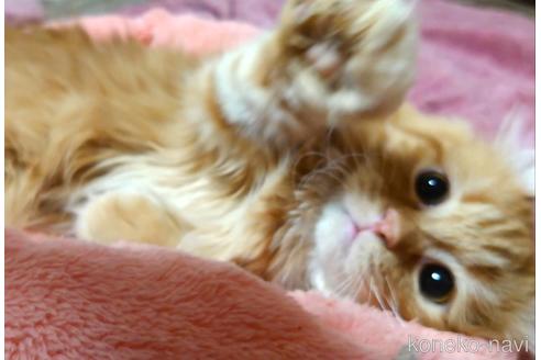 成約済の愛知県のマンチカン(短足)-49836の3枚目