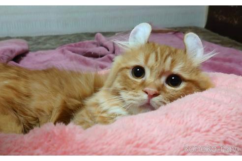 成約済の愛知県のマンチカン(短足)-49836の2枚目