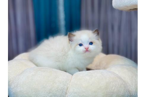 成約済の千葉県のラグドール-52991の1枚目