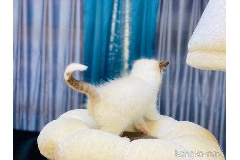 成約済の千葉県のラグドール-51039の4枚目