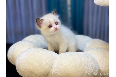 成約済の千葉県のラグドール-52997の3枚目