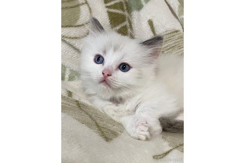 成約済の群馬県のラグドール-49757の2枚目