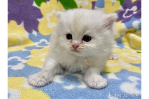 成約済の神奈川県のミヌエット-53020の4枚目