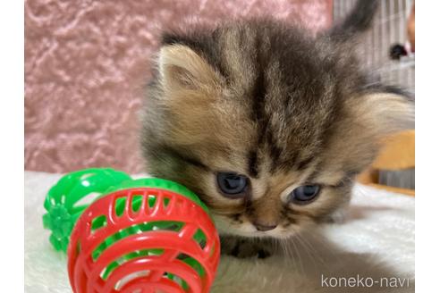 成約済の福岡県のペルシャ(チンチラ)-53024の2枚目