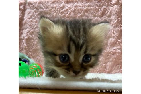 成約済の福岡県のペルシャ(チンチラ)-53025